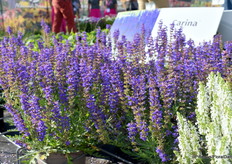 En Salvia Carina; "Een geweldige nieuwe intraspecifieke variëteit van Salvia met unieke eigenschappen. Diep gekarteld blad en subtiele pluimbloemen in lange aren op sterke stelen."